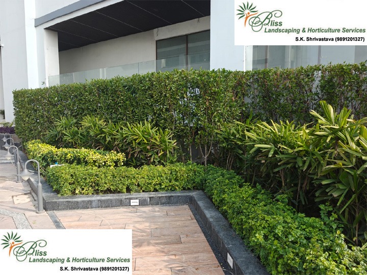 Residential Terrace Garden