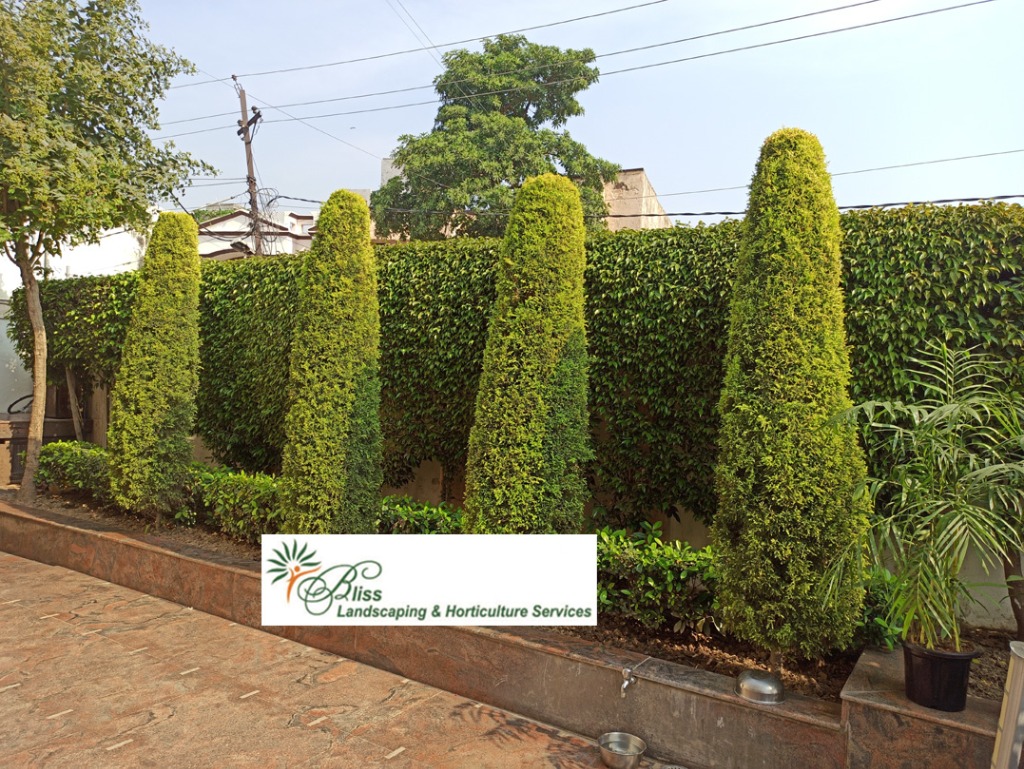 Residential Privacy Hedge