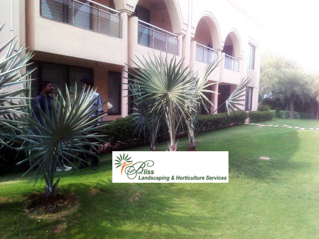 Commercial Property Lawn