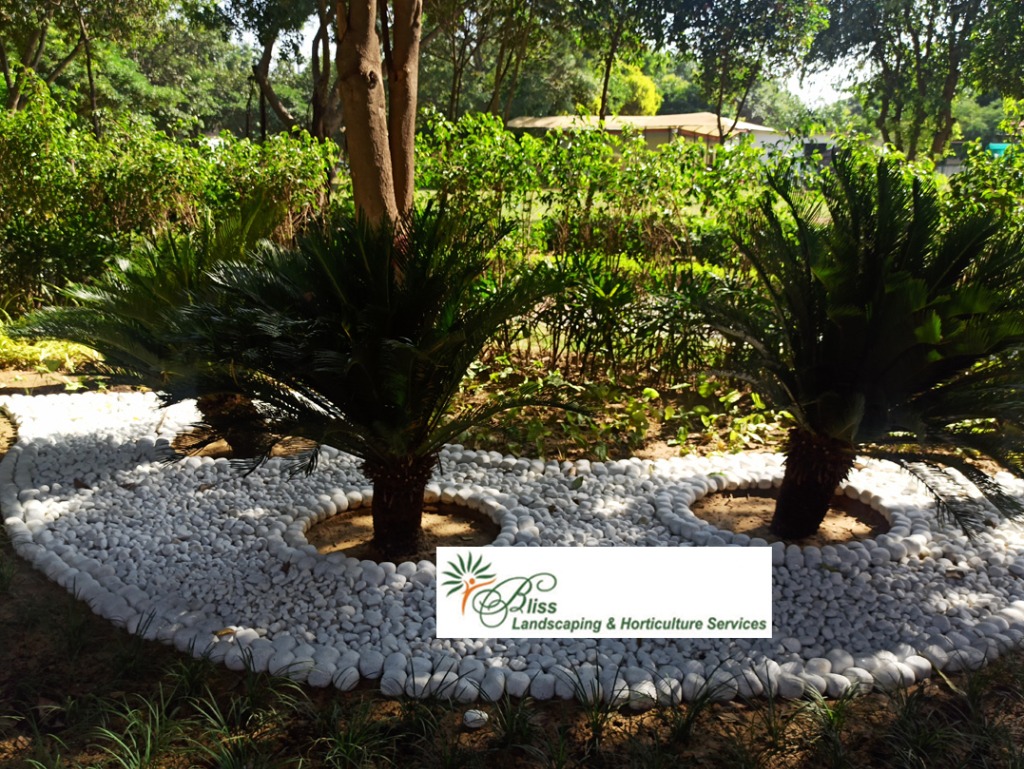 Commercial Palm Feature