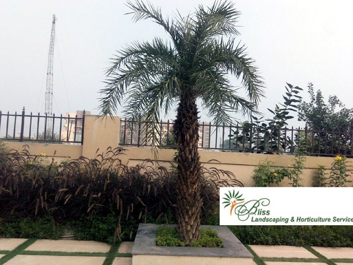 Commercial Palm Centerpiece